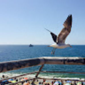 Meet your Posher, Cheng